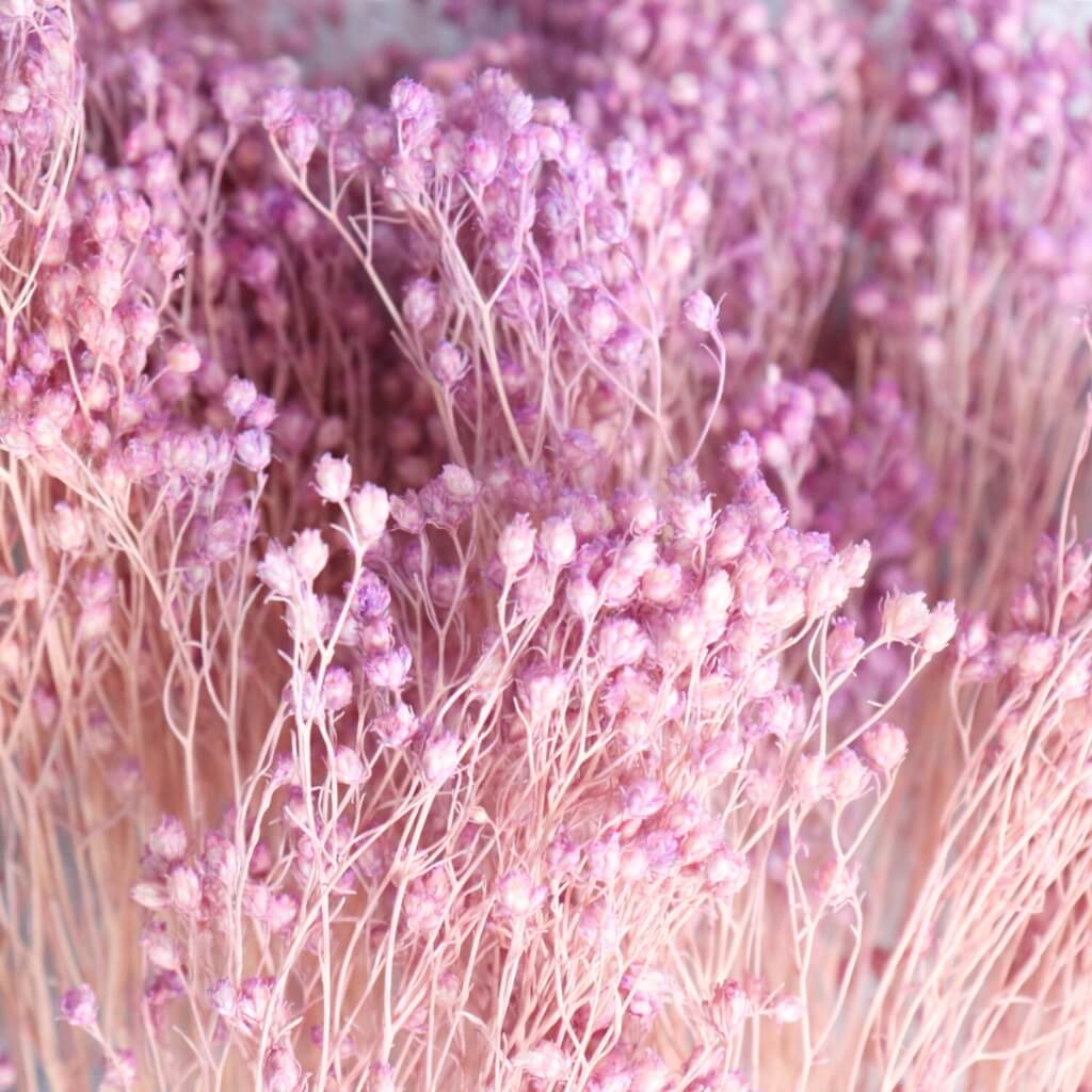 Sušený Broom Bloom Lilla - jemná světle fialová dekorace